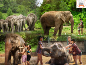 Elephant Jungle Sanctuary Chiang Mai