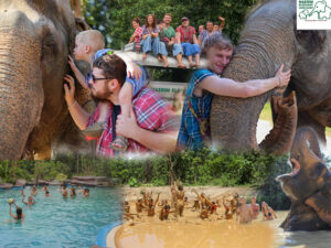 maerim-elephant-sanctuary-chiang-mai