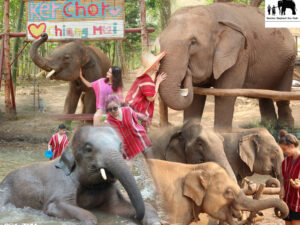 Kerchor Elephant Eco Park Chiang Mai