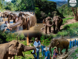 Half-Day Visit to Smile Elephant Sanctuary