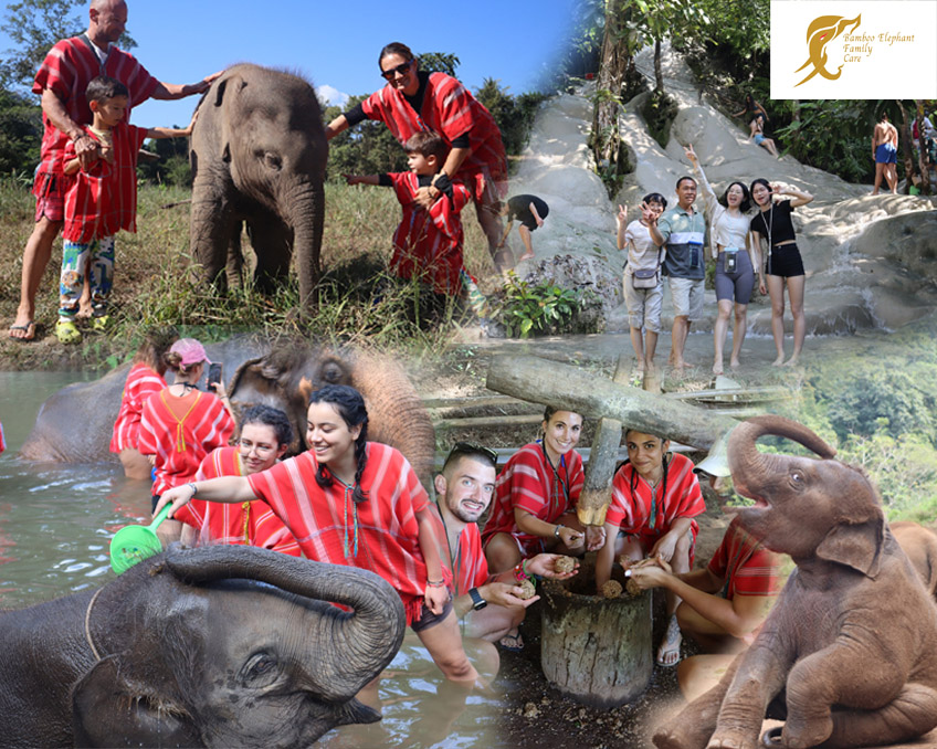 Chiang Mai Elephant Camp and Sticky Waterfall in Chiang Mai Tour