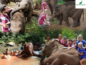 Elephant Jungle Paradise Park – Ethical Elephant Experience (Half Day or Full Day)