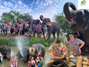 Elephant Retirement Park Chiang Mai