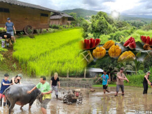 Rice Farming with Buffaloes