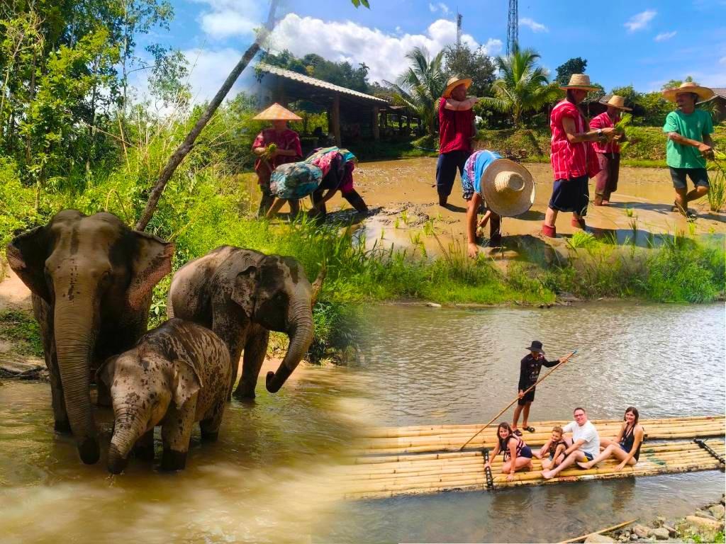 Chiang Mai: Elephant Experience, Rice Farming & Bamboo Rafting